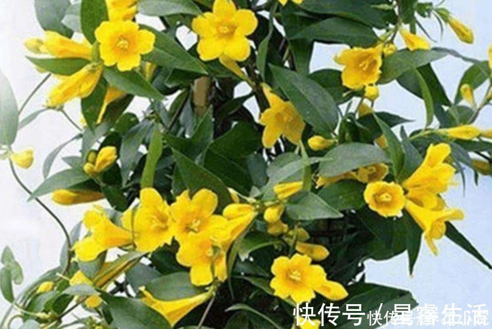 植物|家庭养花有讲究，这三大类花卉，建议别在室内养