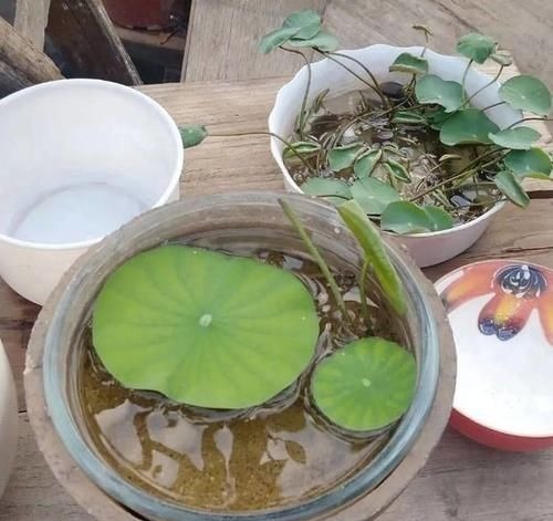 养花土里掺点它,碱性变酸性,花卉叶子呼呼长!