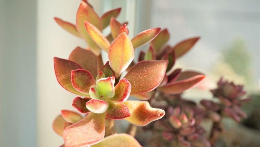 度夏|养好多肉锦晃星的2个“技巧”,顺利度夏,叶片肥厚,长成老桩