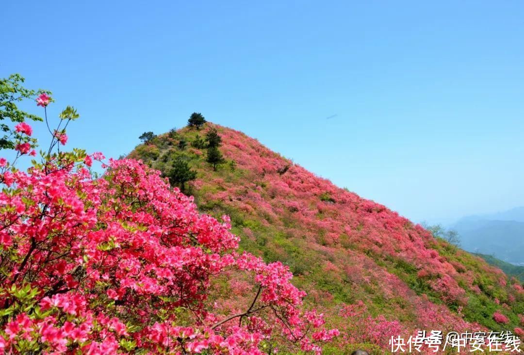 五一来安徽，赴一场山花浪漫之约|玩转皖美五一 | a8705