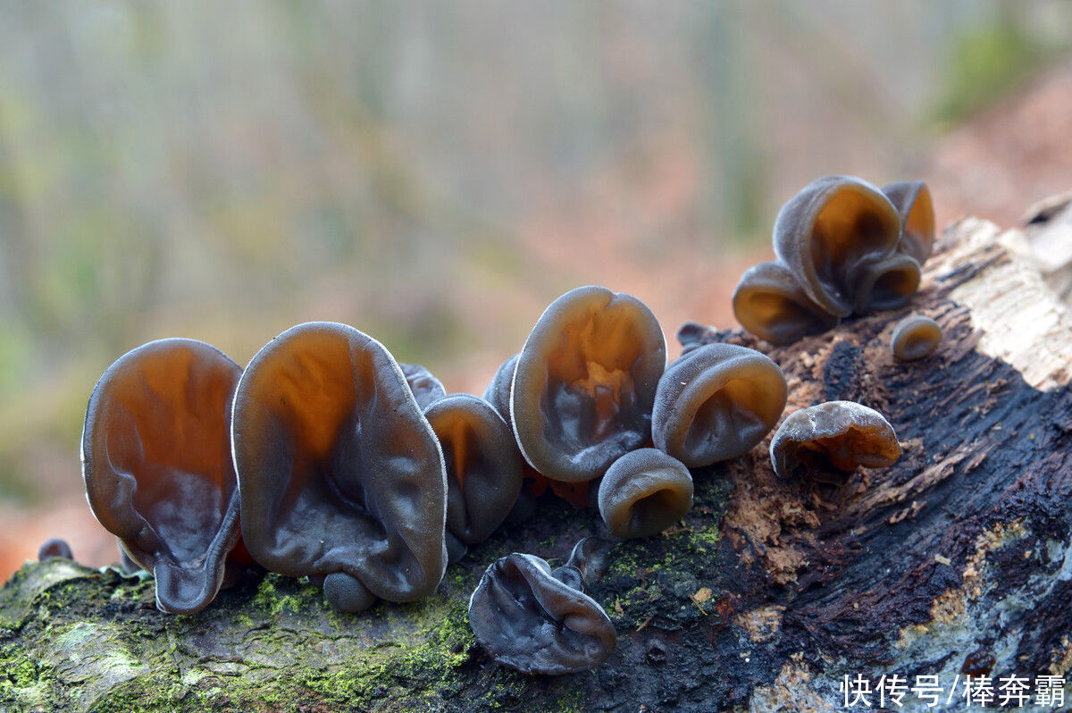 绿豆|小暑到，农村习俗小暑过后吃“八宝”，能够消暑解乏、心情愉悦
