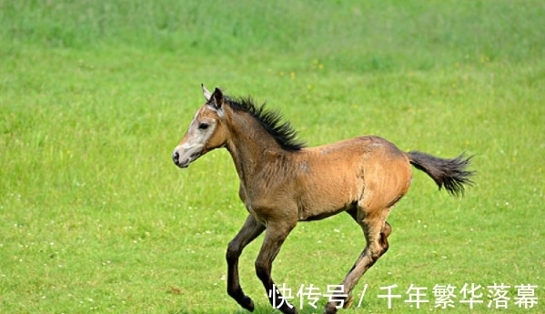 生肖|一帆风顺，锦绣前程，运势极佳的3生肖