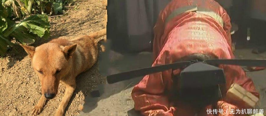 那条|为啥武松能打虎却打不过一条狗?那条狗是哪一个“好汉”的化身?