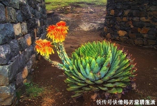 多肉|这个小盆栽居然卖600多万,快看看你家有没有!