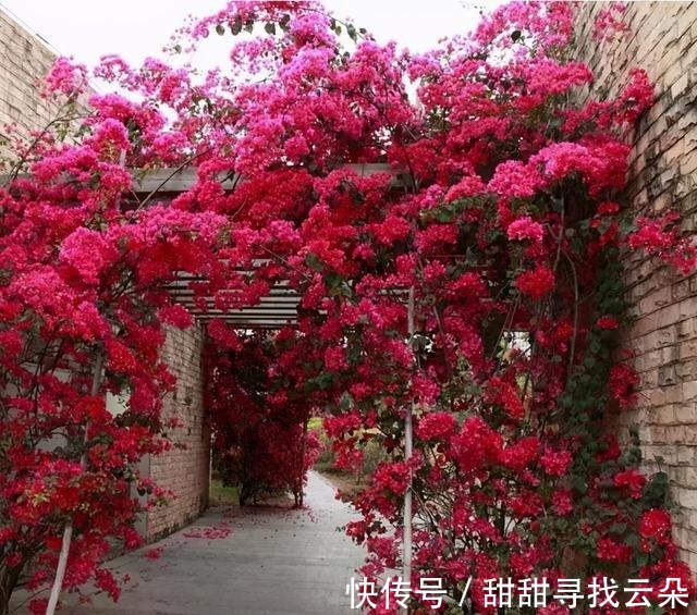 三角梅|6种“爬藤花”,美上天际,种上一株,就能赏几十年!