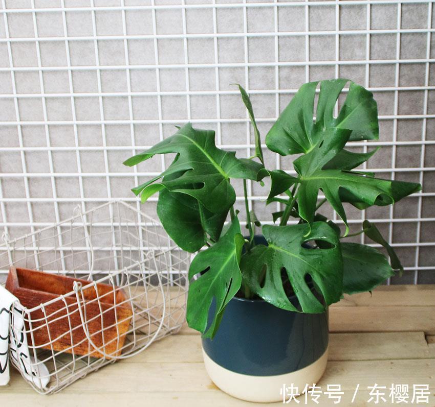 7种健康花，建议至少养一盆，格调高净化能力强，很实用