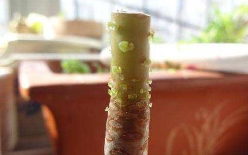 多肉植物长得不饱满,活动一下叶片,让你的多肉长满侧芽