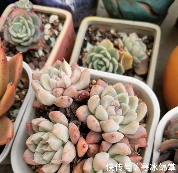塑料|种多肉用小盆，一盆多种，挤在一起养，状态更好，根系更发达
