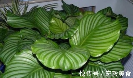 养花|栀子花、茉莉花、都爱喝“1种液体”,用后叶子绿、开花旺