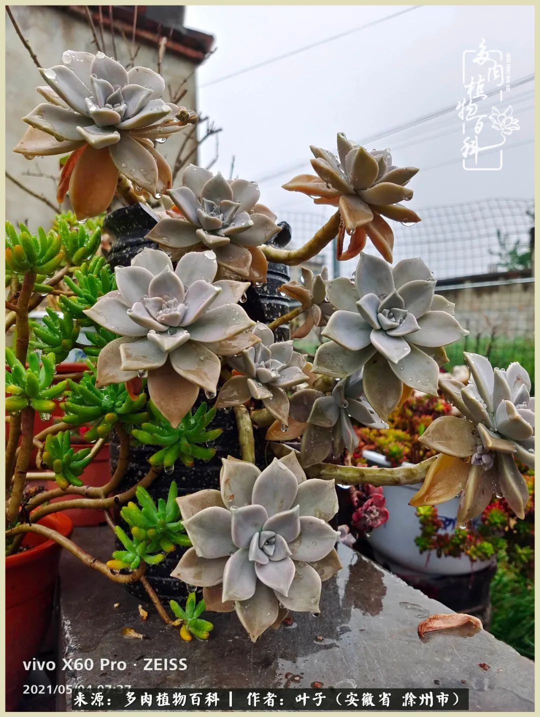 多肉相伴的美好时光，对多肉已是痴迷入骨！