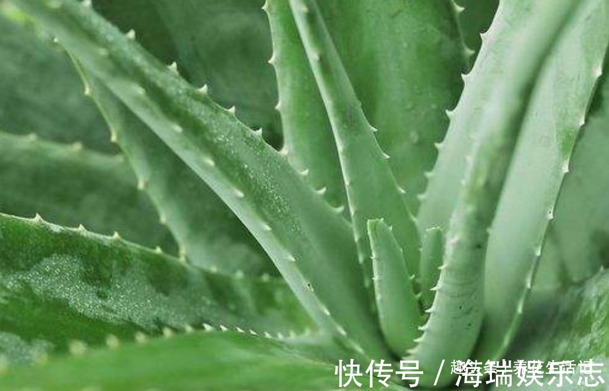 改善|家养芦荟半死不活多半浇水不正确，改善后生长快叶子肥胖