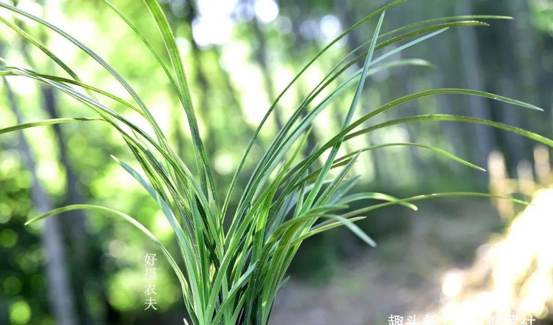 季节|三分种、七分养，芒种时节的兰花，如何养出浓绿的叶子？