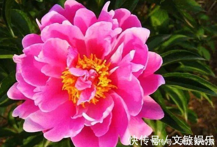 光照|4种花超漂亮，个个美出状态，家里养一盆，招财又纳福！