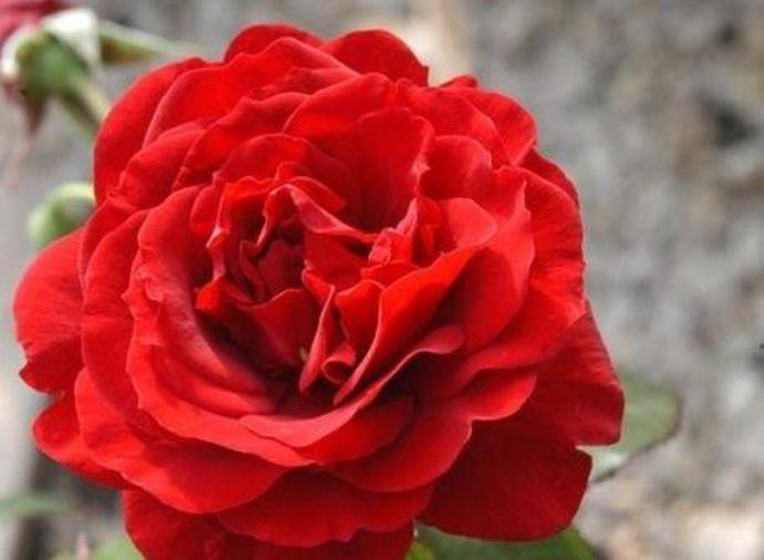 庭院|8月7日-8月22日，庭院选这几款花，花朵小巧玲珑，四季有花开