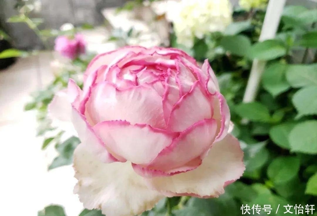 品种|100个月季品种，千姿百态，每个都很漂亮，图名并茂，值得收藏