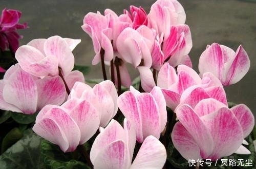 仙客来|在农村无人问津的野花,却被誉为“盆花之王”,有镇静助眠的作用