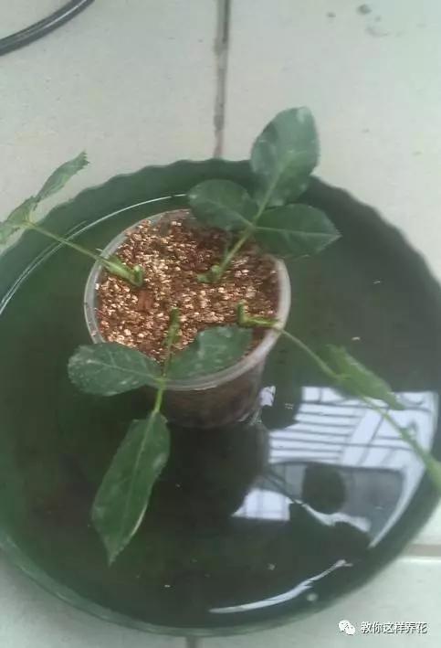 养花技巧学会这种扦插法,插什么活什么,太简单了!