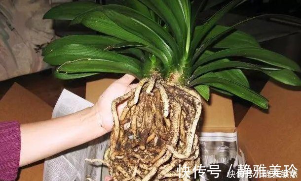 家中养花，这5毛钱的小东西别乱丢，能让花蹿到2米高，你知道了吗