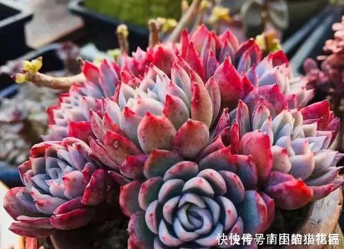 冬天|多肉容易摊大饼?教你几个小技巧,重新缀化,憋成群生肉墩子!