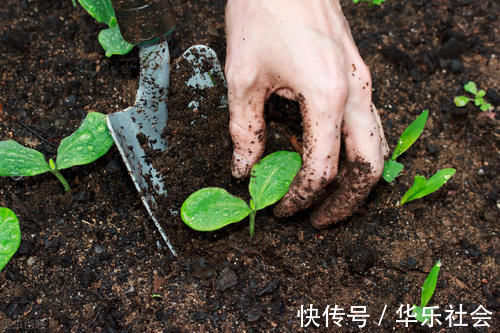 养好花离不开好的土壤,8种适合家庭养花的土壤,养花爆盆