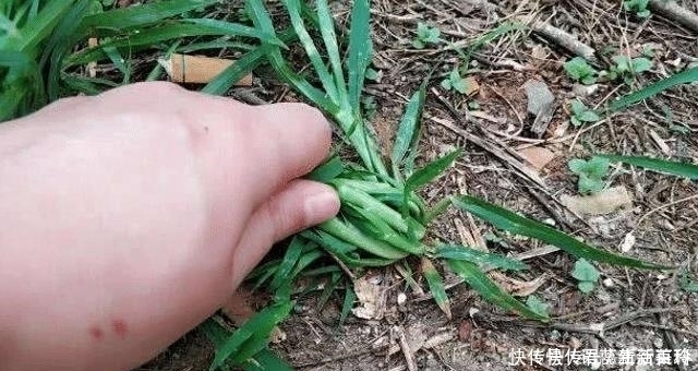 农村一种杂草叫拔不动,市面十几元一斤,碰到珍惜