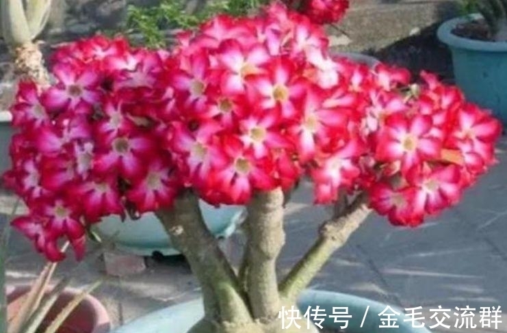 沙漠玫瑰|养花就养个花期长的,花大色艳,天气越热,开花越美