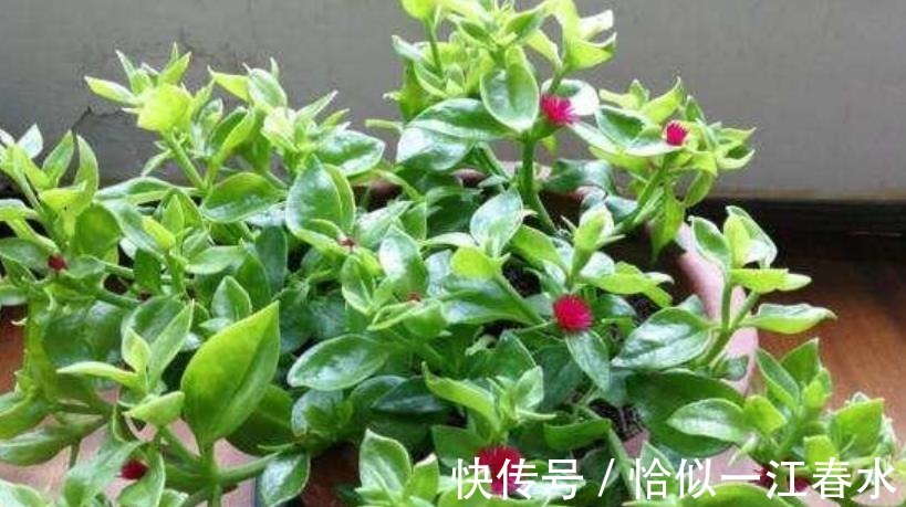 腐叶土|阳台养此款花,胜过月季,一年四季开花不断,新手也能养好