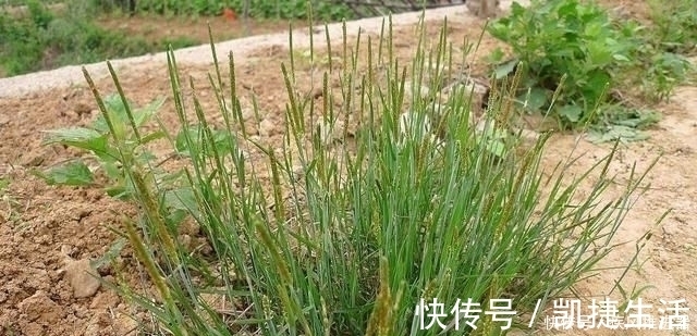 野草|麦田里的“小香肠”,农民对它痛恨不已,殊不知煮水能治脚气