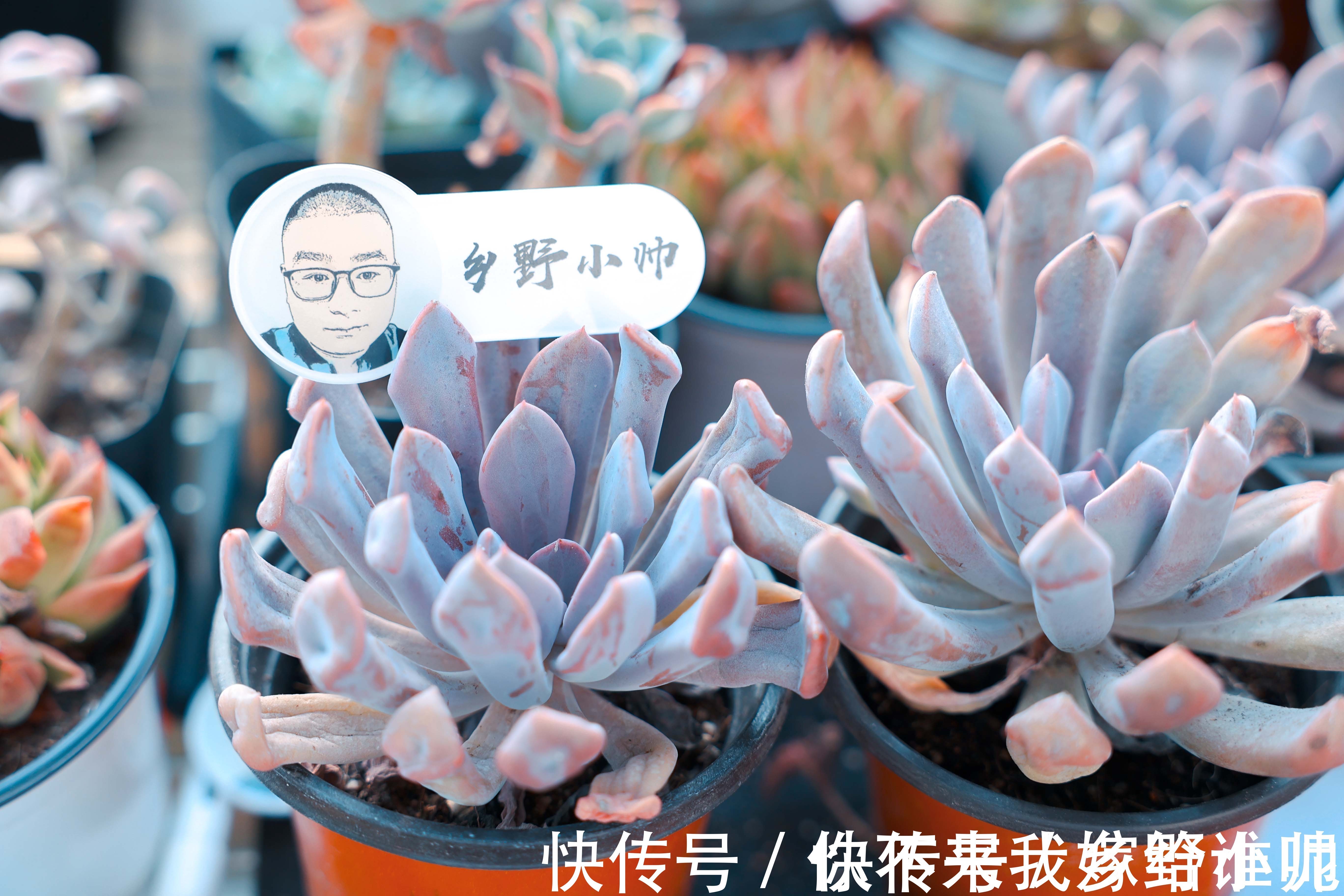 黛比、丘比特，两种长得类似双胞胎的两种多肉，这样养护更漂亮