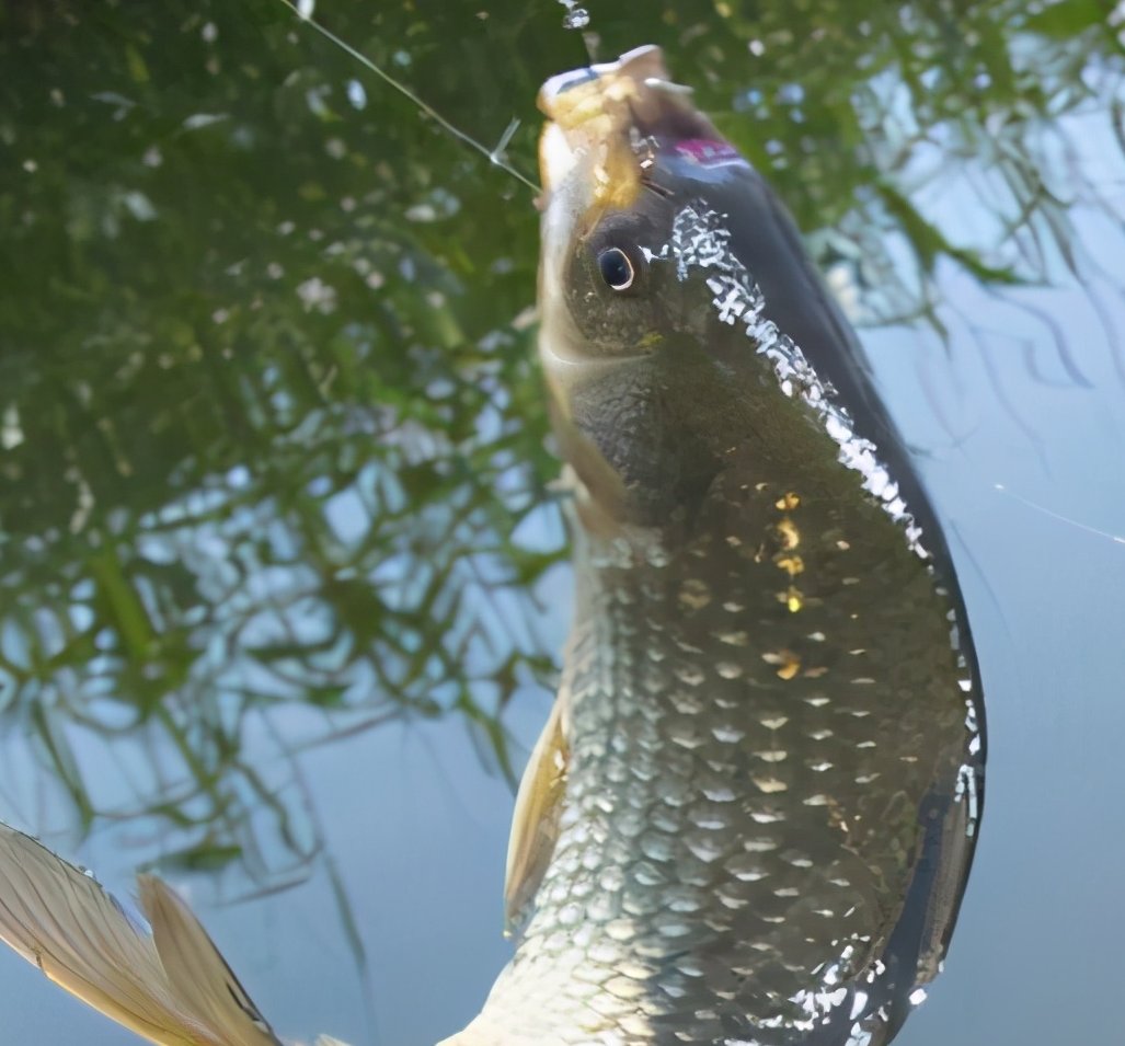 冬钓大棚钓鱼惯用技巧，有几个你知道的？