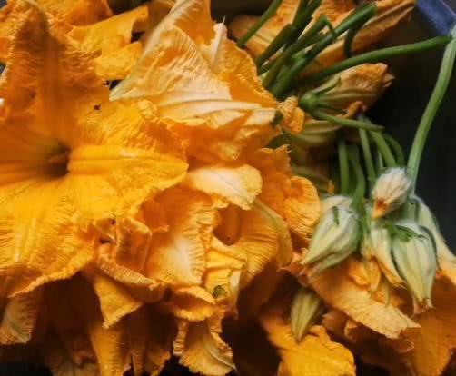 清热解毒|它是“全能蔬菜”,5块钱1把,浑身是宝,清热解毒,明目,护心