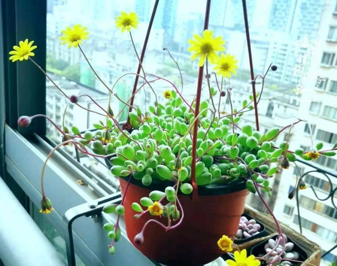 9种漂亮花，现在扦插“正当时”，喜欢别错过