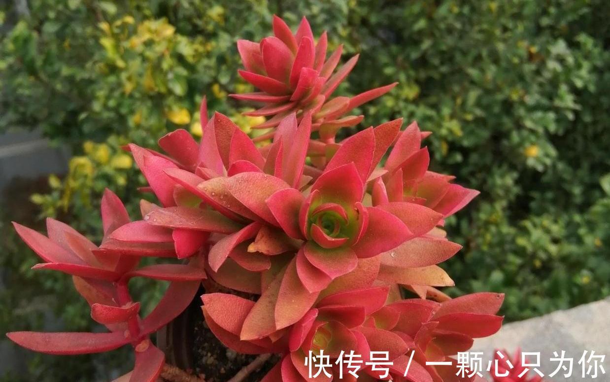 6种多肉不怕冻,越冷越好看,冻成“美肉”,冬天不养真亏