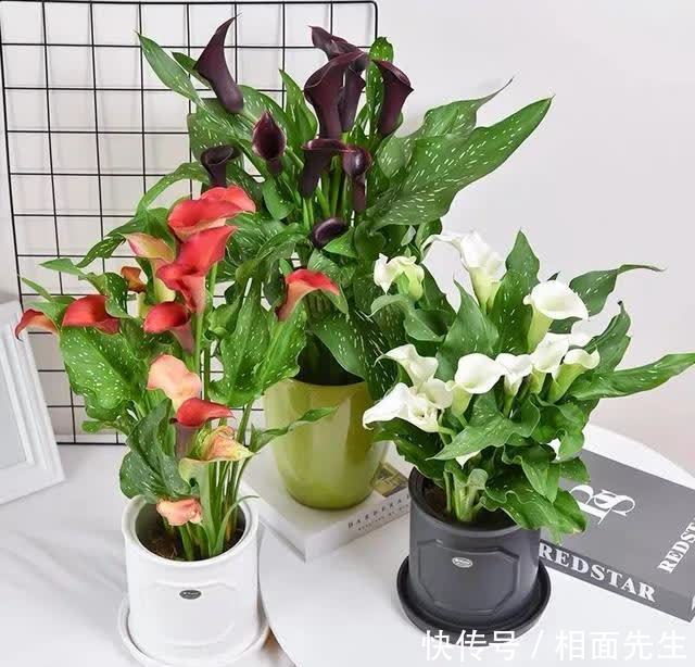 春天养彩色马蹄莲,记住这5个要点,开花多到爆,美得移不开眼