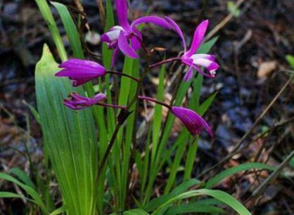 看着像大蒜，近看似蜗牛，花朵像蝴蝶兰