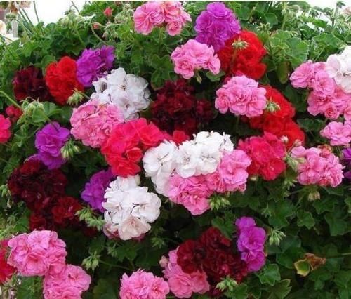 几种花好养又漂亮，高贵优雅上档次，开花不断超美的