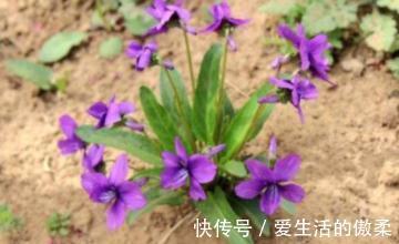 紫花|叶子像犁头，茎干似铁钉，遇见别不认识
