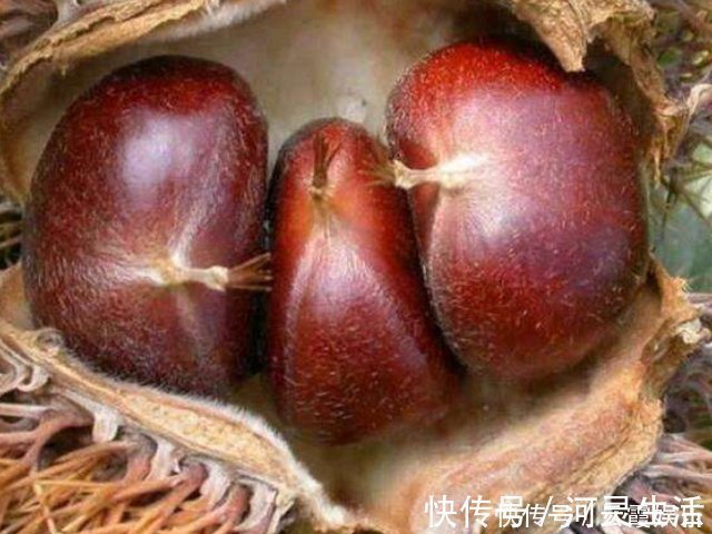 桑葚干|这4物被称为“肾黄金”，男女都尽量多吃点，或助肾脏更健康