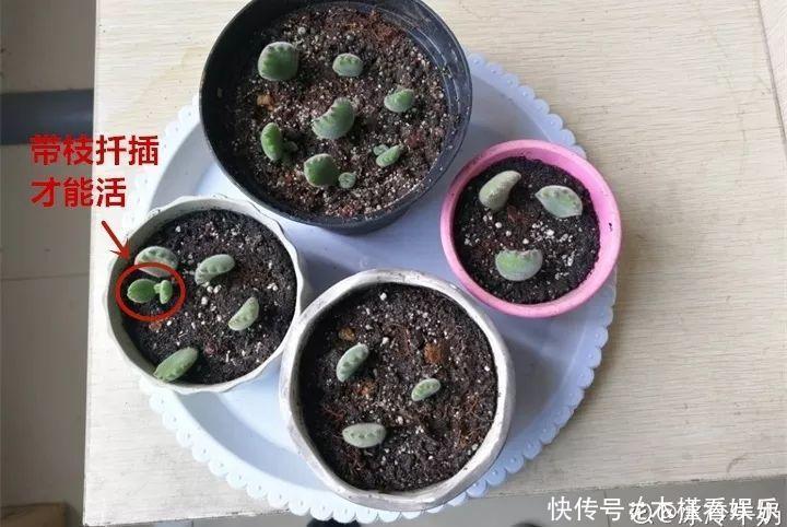 蓝鸟|碰上这种多肉,直接分株吧,毕竟是圈里出名的叶插老大难!