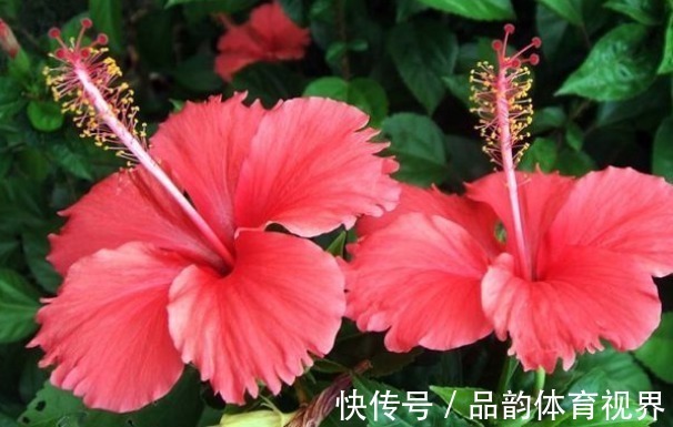 新手养花,不如养盆花中精品“龙沙宝石”,花开艳丽,高贵迷人