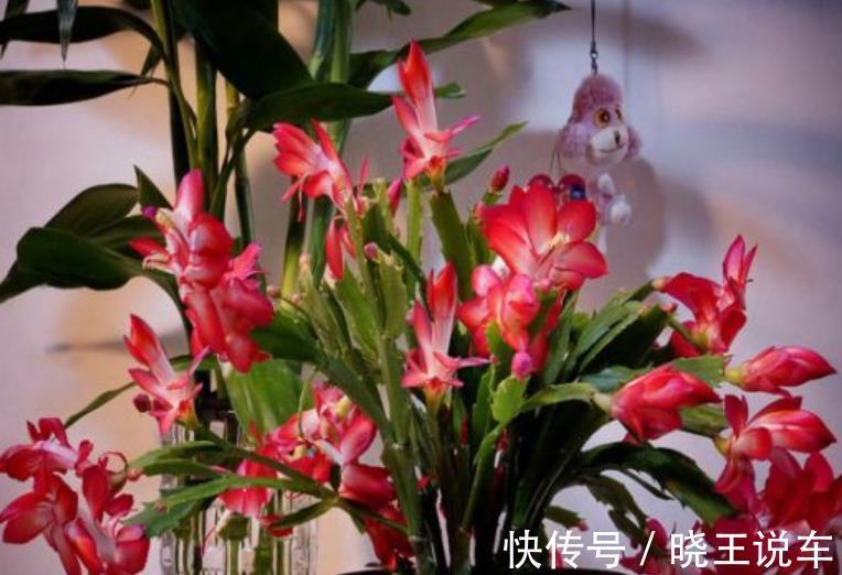蟹爪兰|适合冬天养的8种漂亮花,被称作“开花机器”,好养好美易爆盆
