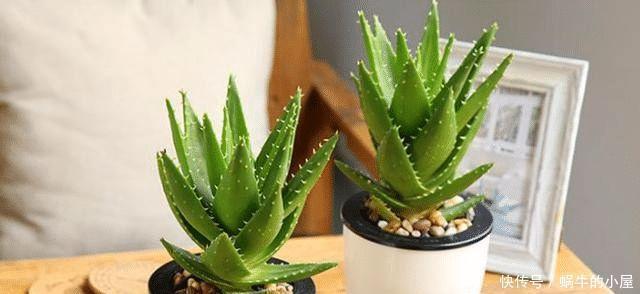 什么绿萝、吊兰都不如3种花,室内养一盆,胜过空气净化器