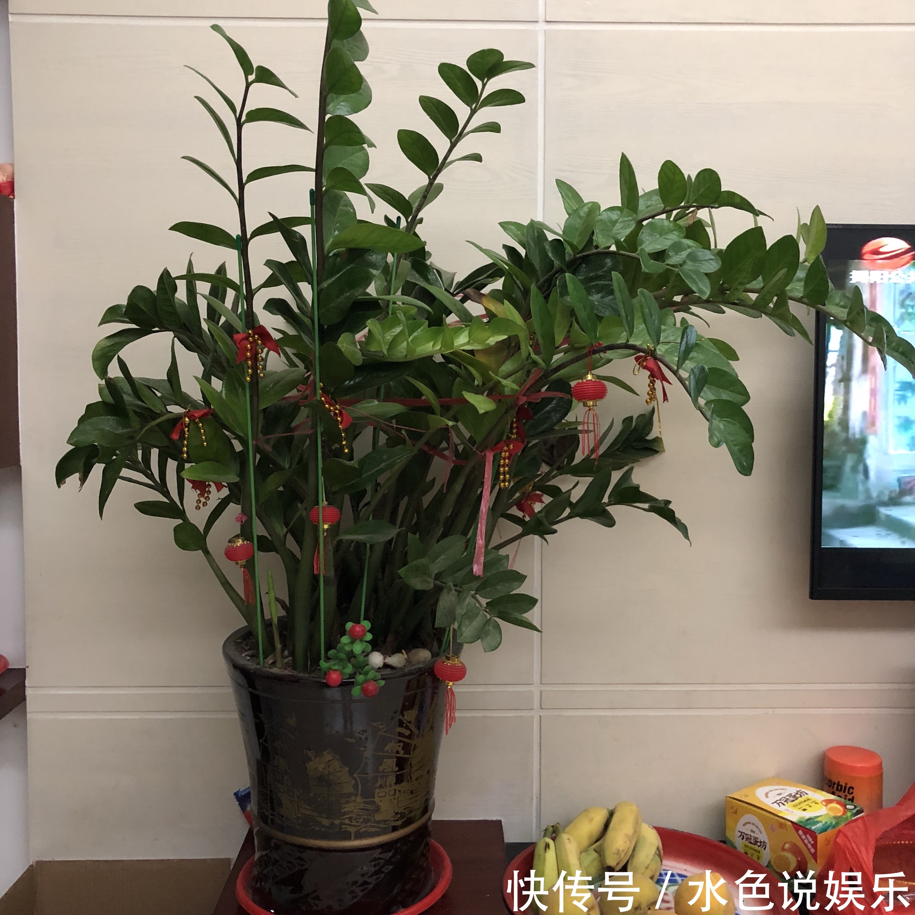 移栽|买回来的金钱树不要急着分盆,做不到4点,多走很多冤枉路