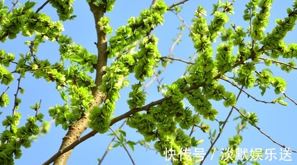 榆钱|农村一种野菜,长在树上不起眼,其实比肉贵,城里超市15元一斤