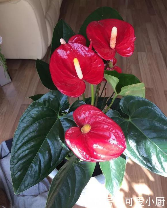 立冬后,养这5种花,最好搬到屋里,不然难越冬