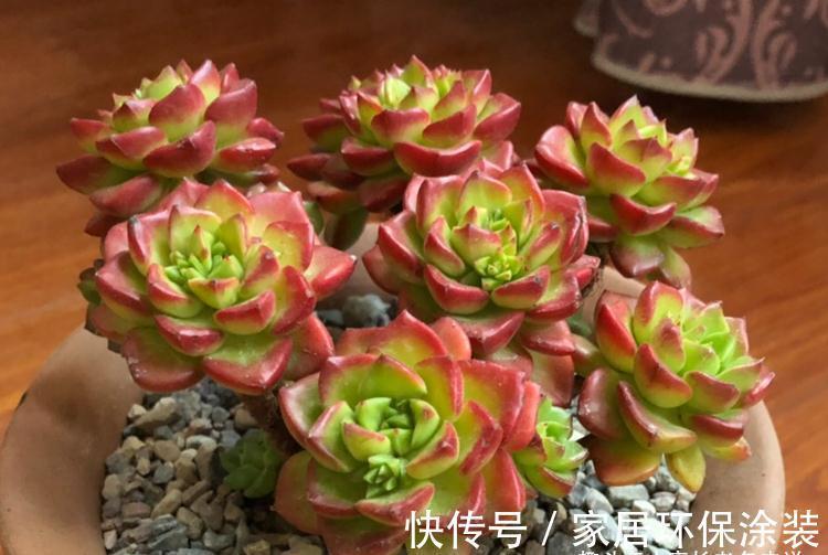老桩|多肉红稚莲和火焰蒂亚,它们都长得快且一样的红,你养了哪一种?