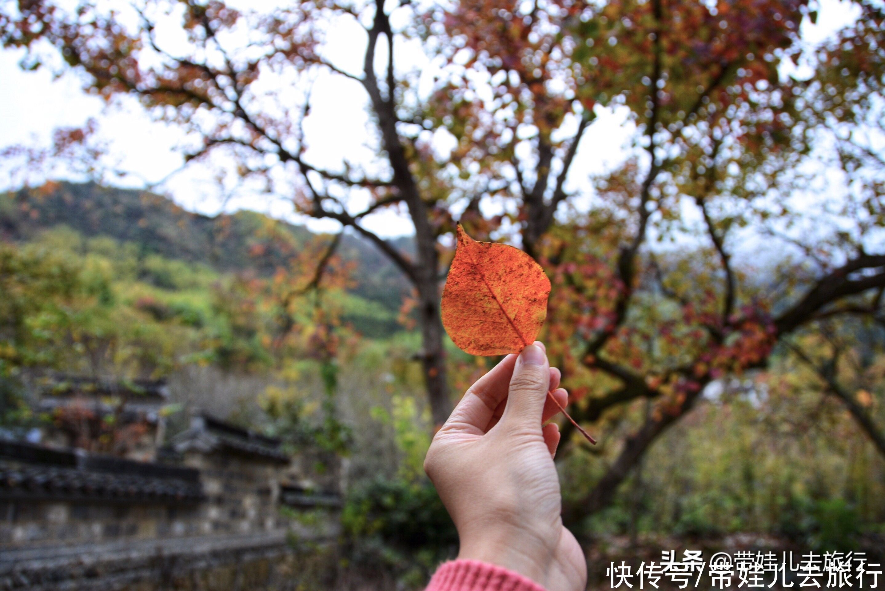 香山|中国有三大秋色观赏地，前两个是香山和九寨沟，另一个却是它