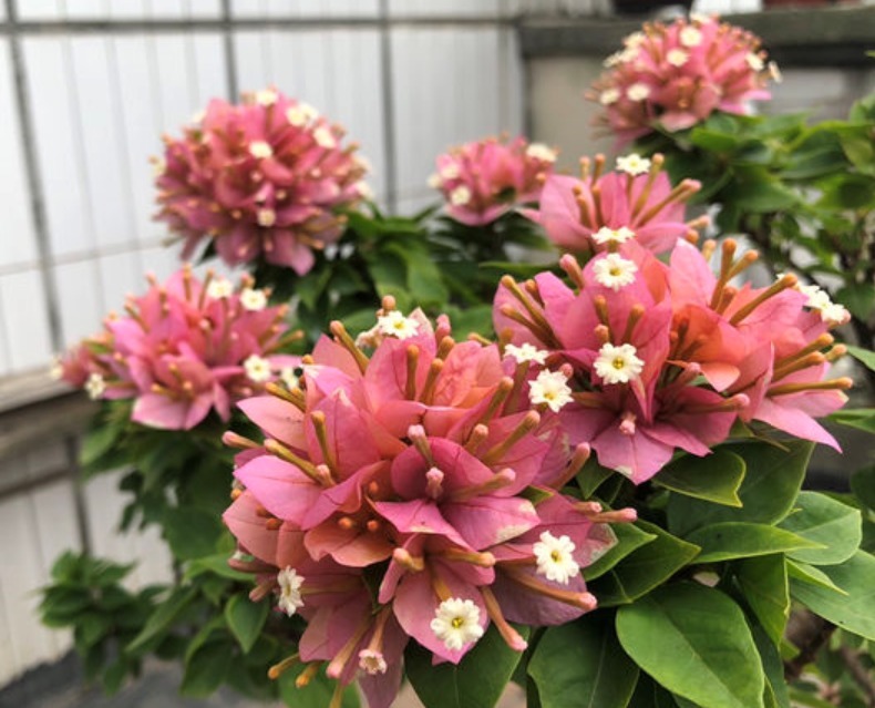 小叶紫|三角梅开过一次就不再开花适当对它“狠一点”,才能快速冒花苞