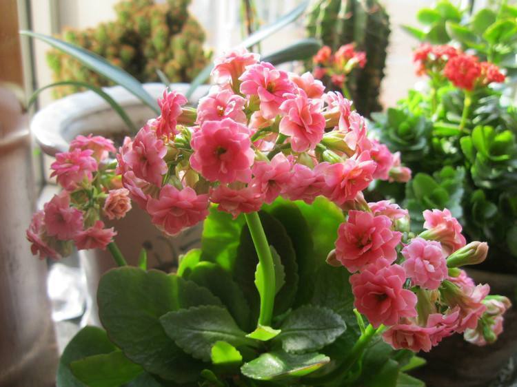 开完花的长寿花,适当给它“咔咔”剪几刀,长势更旺,很快又爆盆