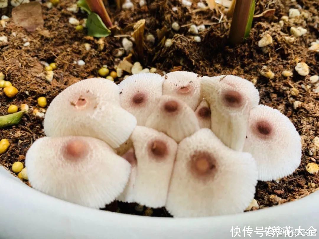 花出现7种情况，必须换盆，否则花活不过春天